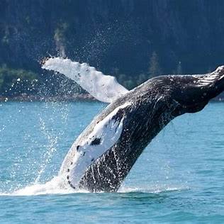 Whale Watching and Wine Tasting - Private Tour - Image 3